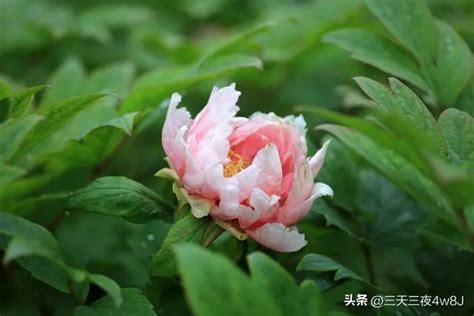 要風得風 要雨得雨|要風得風，要雨得雨 的意思、解釋、用法、例句